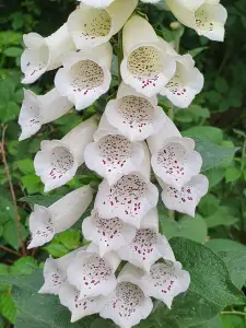 Annelies 06 Vingerhoedskruid